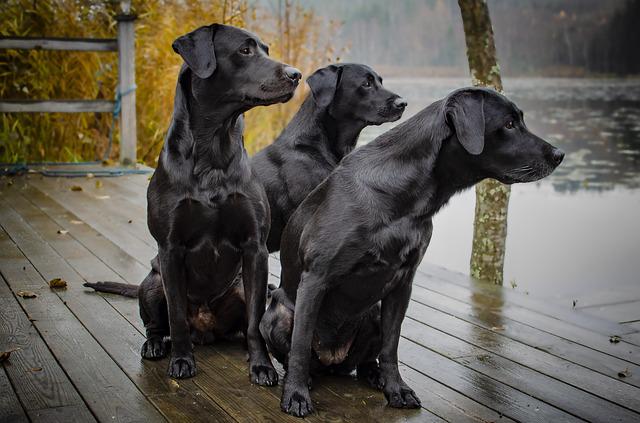 tři psi